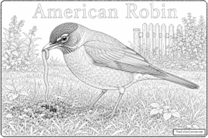 American Robin