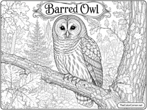 Barred Owl