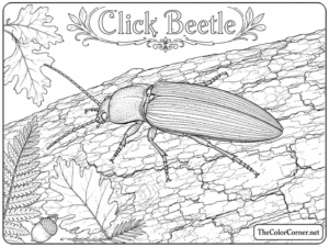 Click Beetle