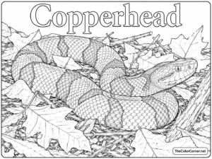 Copperhead Snake