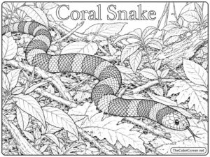 Coral Snake