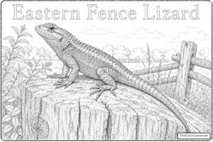 Eastern Fence Lizard