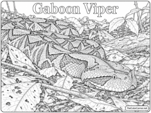 Gaboon Viper