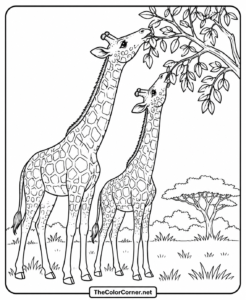 Giraffes Acacia Trees