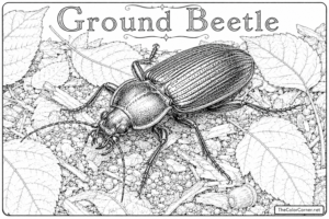Ground Beetle