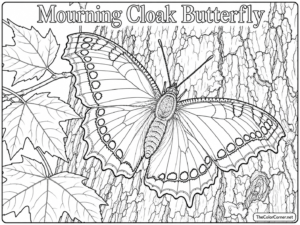 Mourning Cloak Butterfly
