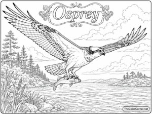 Osprey
