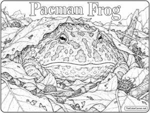 Pacman Frog