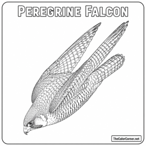 Peregrine Falcon Diving Mid Flight