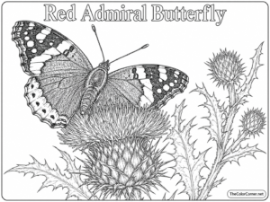 Red Admiral Butterfly