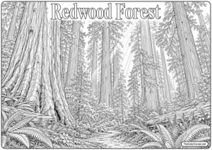 Redwood Forest