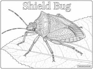 Shield Bug