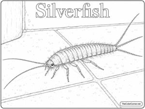 Silverfish
