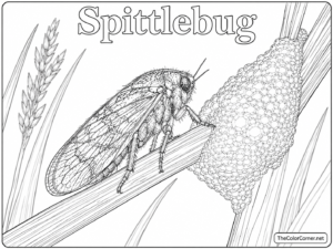 Spittlebug