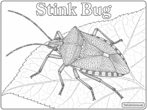 Stink Bug