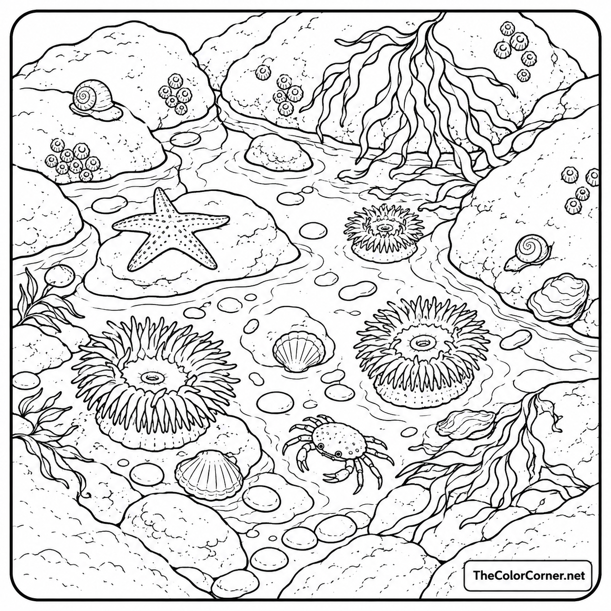 Tide Pool coloring page