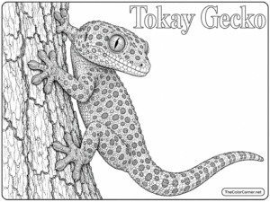 Tokay Gecko