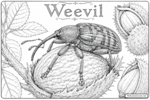 Weevil