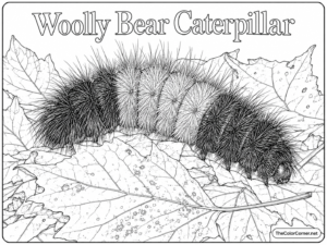 Woolly Bear Caterpillar