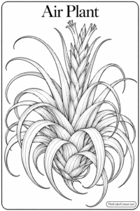 Air Plant