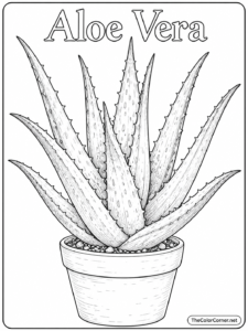 Aloe Vera