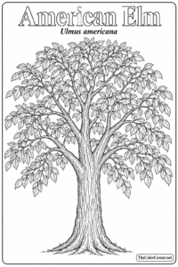 American Elm