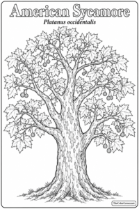 American Sycamore