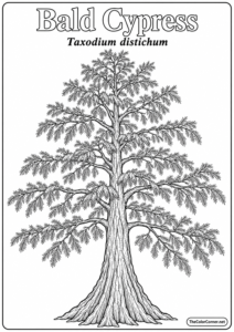 Bald Cypress