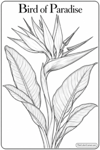 Bird Of Paradise