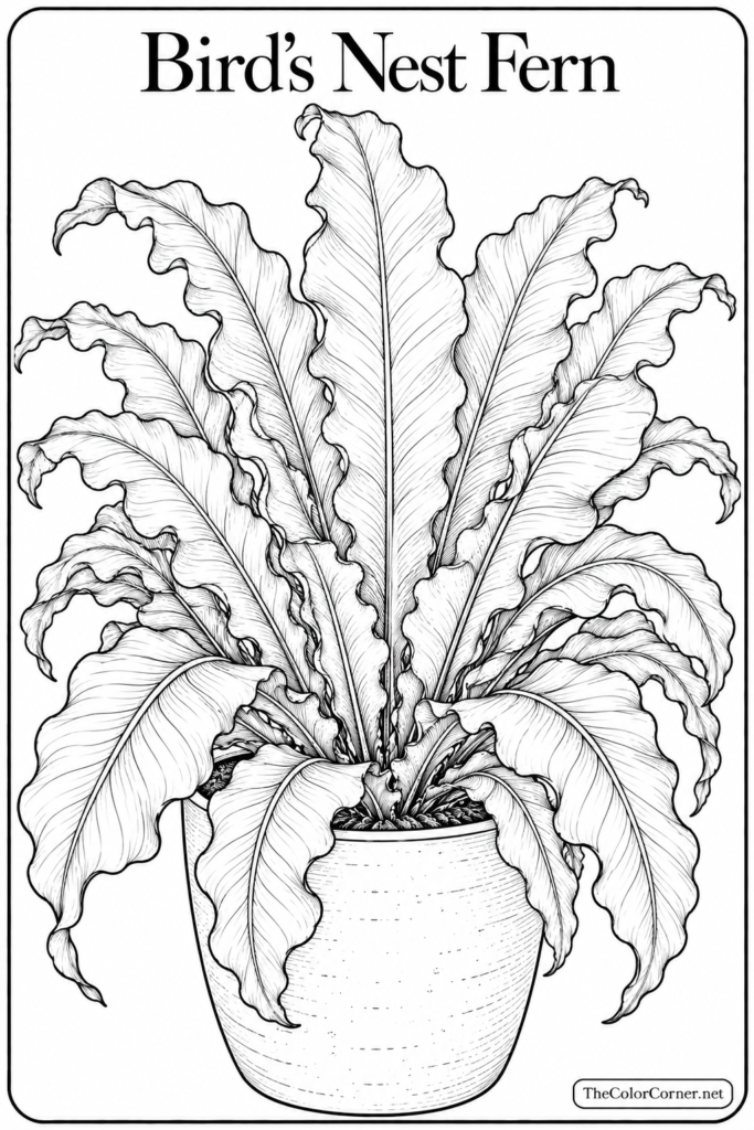 Birds Nest Fern