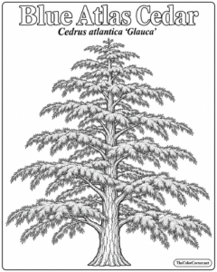 Blue Atlas Cedar