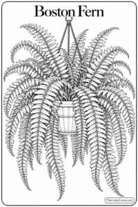 Boston Fern