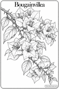 Bougainvillea