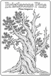 Bristlecone Pine
