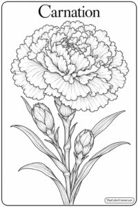 Carnation