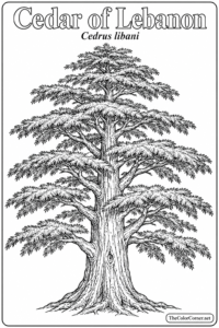 Cedar Of Lebanon