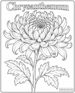 Chrysanthemum