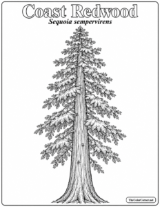 Coast Redwood