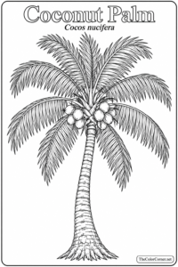 Coconut Palm