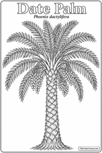 Date Palm