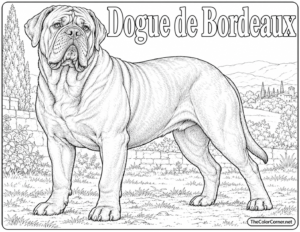 Dogue De Bordeaux