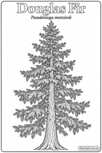 Douglas Fir