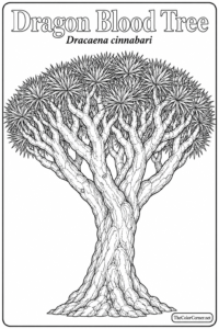 Dragon Blood Tree