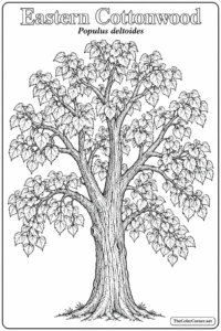 Eastern Cottonwood