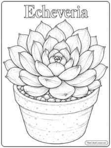 Echeveria Succulent