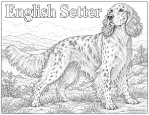 English Setter
