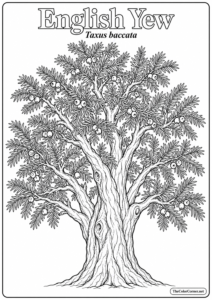 English Yew