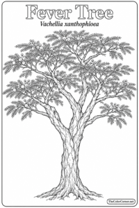 Fever Tree