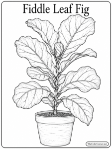 Fiddle Leaf Fig
