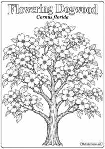 Flowering Dogwood